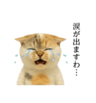 マダム語おしゃべりすっぴーさん（個別スタンプ：14）