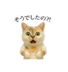 マダム語おしゃべりすっぴーさん（個別スタンプ：20）