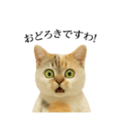 マダム語おしゃべりすっぴーさん（個別スタンプ：22）