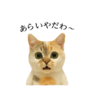 マダム語おしゃべりすっぴーさん（個別スタンプ：23）