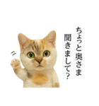 マダム語おしゃべりすっぴーさん（個別スタンプ：24）