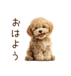 もふもふ☆トイプードル（個別スタンプ：1）