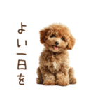 もふもふ☆トイプードル（個別スタンプ：4）