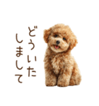 もふもふ☆トイプードル（個別スタンプ：7）