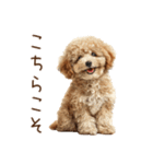 もふもふ☆トイプードル（個別スタンプ：8）