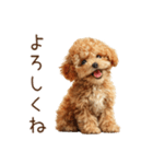 もふもふ☆トイプードル（個別スタンプ：9）