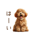 もふもふ☆トイプードル（個別スタンプ：10）