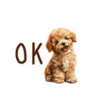 もふもふ☆トイプードル（個別スタンプ：11）
