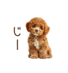 もふもふ☆トイプードル（個別スタンプ：14）