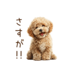 もふもふ☆トイプードル（個別スタンプ：16）