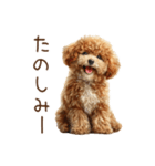 もふもふ☆トイプードル（個別スタンプ：19）