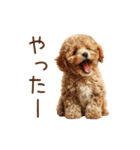 もふもふ☆トイプードル（個別スタンプ：21）