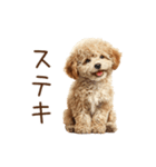 もふもふ☆トイプードル（個別スタンプ：22）