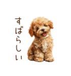 もふもふ☆トイプードル（個別スタンプ：23）