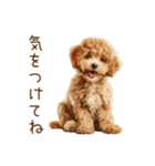 もふもふ☆トイプードル（個別スタンプ：30）