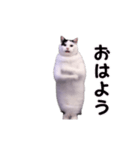 動く！踊る猫ミーム(パート30)（個別スタンプ：1）