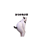 動く！踊る猫ミーム(パート30)（個別スタンプ：2）