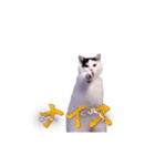 動く！踊る猫ミーム(パート30)（個別スタンプ：5）