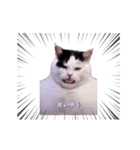 動く！踊る猫ミーム(パート30)（個別スタンプ：6）
