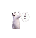 動く！踊る猫ミーム(パート30)（個別スタンプ：7）