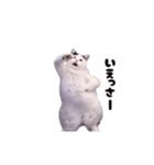 動く！踊る猫ミーム(パート30)（個別スタンプ：8）