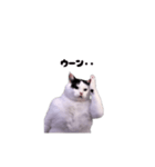 動く！踊る猫ミーム(パート30)（個別スタンプ：9）