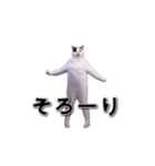 動く！踊る猫ミーム(パート30)（個別スタンプ：12）