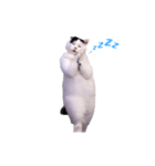 動く！踊る猫ミーム(パート30)（個別スタンプ：15）