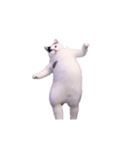 動く！踊る猫ミーム(パート30)（個別スタンプ：20）