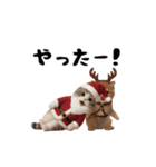 ネッコさんのおスタンプ11（個別スタンプ：9）