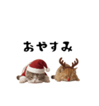 ネッコさんのおスタンプ11（個別スタンプ：24）