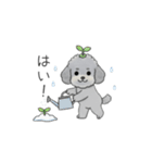 使いやすい敬語のトイプードル②（個別スタンプ：13）