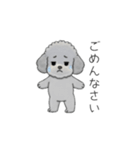 使いやすい敬語のトイプードル②（個別スタンプ：16）