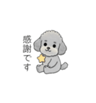 使いやすい敬語のトイプードル②（個別スタンプ：24）