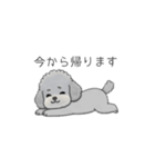 使いやすい敬語のトイプードル②（個別スタンプ：33）