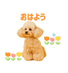 シリちゃんの可愛いスタンプです❕（個別スタンプ：1）