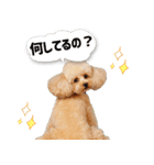 シリちゃんの可愛いスタンプです❕（個別スタンプ：4）