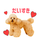 シリちゃんの可愛いスタンプです❕（個別スタンプ：5）