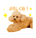 シリちゃんの可愛いスタンプです❕（個別スタンプ：6）