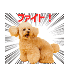 シリちゃんの可愛いスタンプです❕（個別スタンプ：8）