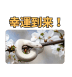 縁起の白蛇さんの開運メッセージ（個別スタンプ：3）