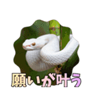 縁起の白蛇さんの開運メッセージ（個別スタンプ：4）