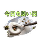 縁起の白蛇さんの開運メッセージ（個別スタンプ：7）