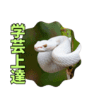 縁起の白蛇さんの開運メッセージ（個別スタンプ：8）