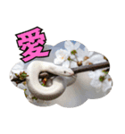 縁起の白蛇さんの開運メッセージ（個別スタンプ：14）