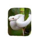 縁起の白蛇さんの開運メッセージ（個別スタンプ：21）