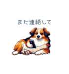 ちょっとぽっちゃりのコーイケルホンディエ（個別スタンプ：3）
