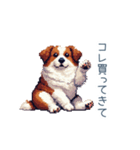 ちょっとぽっちゃりのコーイケルホンディエ（個別スタンプ：4）