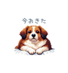 ちょっとぽっちゃりのコーイケルホンディエ（個別スタンプ：6）