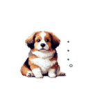 ちょっとぽっちゃりのコーイケルホンディエ（個別スタンプ：11）